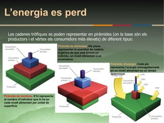 L’energia es perd
  Les cadenes tròfiques es poden representar en piràmides (on la base són els
  productors i el vèrtex els consumidors més elevats) de diferent tipus:
                                       Piràmide de biomassa. Els pisos
                                       representen la quantitat de matèria
                                       orgànica de què està format un
                                       individu, un nivell alimentari o un
                                       ecosistema
                                                                             Piràmide d’energia. Cada pis
                                                                             representa l’energia emmagatzemada
                                                                             en un nivell alimentari en un temps
                                                                             determinat.




Piràmide de nombres. S’hi representa
el nombre d’individus que hi ha en
cada nivell alimentari per unitat de
superfície
 