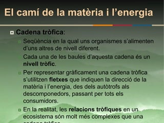 El camí de la matèria i l’energia
    Cadena tròfica:
        Seqüència en la qual uns organismes s’alimenten
         d’uns altres de nivell diferent.
        Cada una de les baules d’aquesta cadena és un
         nivell tròfic.
        Per representar gràficament una cadena tròfica
         s’utilitzen fletxes que indiquen la direcció de la
         matèria i l’energia, des dels autòtrofs als
         descomponedors, passant per tots els
         consumidors.
        En la realitat, les relacions tròfiques en un
         ecosistema són molt més complexes que una
 