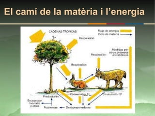 El camí de la matèria i l’energia
 