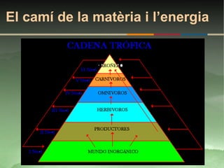El camí de la matèria i l’energia
 