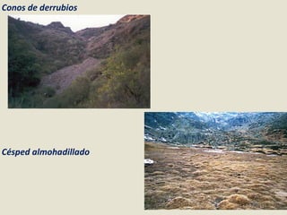 Conos de derrubios Césped almohadillado 