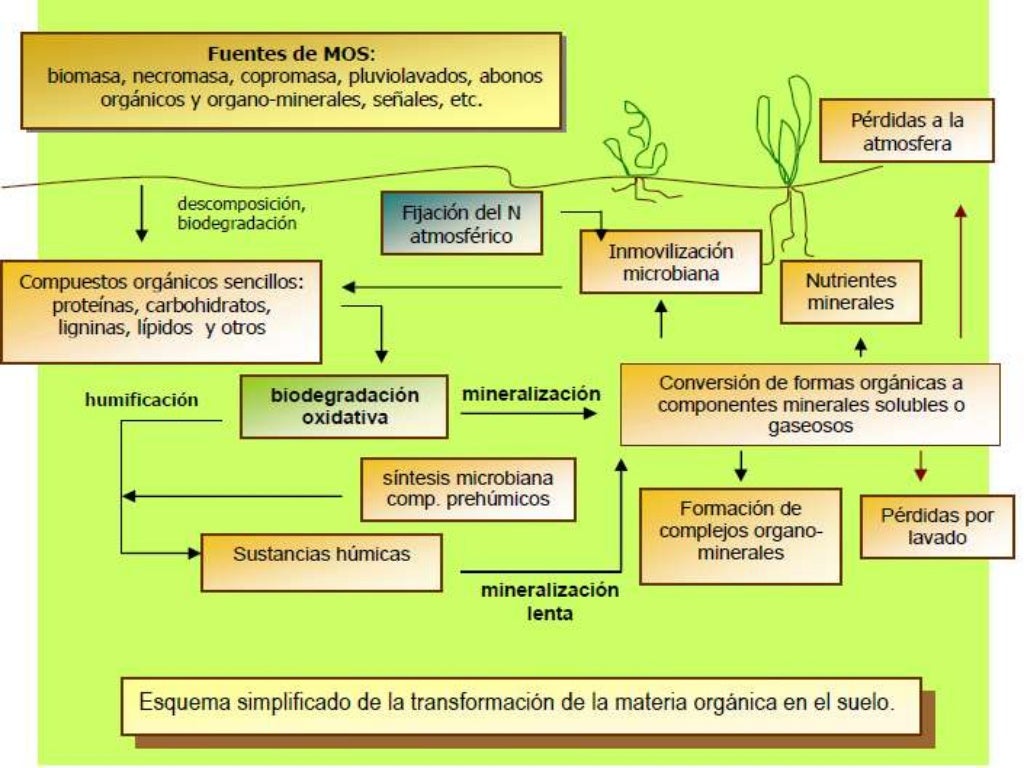 Dinámica de la materia orgánica en el suelo Dinámica de la materia orgánica en el suelo