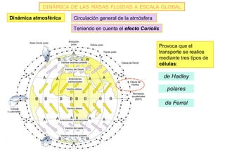 DINÁMICA DE LAS MASAS FLUIDAS A ESCALA GLOBAL

Dinámica atmosférica   Circulación general de la atmósfera

                       Teniendo en cuenta el efecto Coriolis


                                                               Provoca que el
                                                               transporte se realice
                                                               mediante tres tipos de
                                                               células:

                                                                 de Hadley

                                                                  polares

                                                                 de Ferrel
 