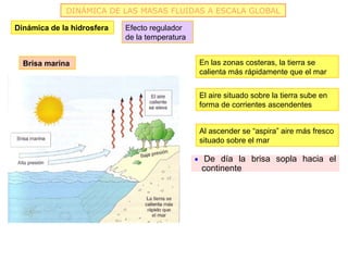 DINÁMICA DE LAS MASAS FLUIDAS A ESCALA GLOBAL

Dinámica de la hidrosfera   Efecto regulador
                            de la temperatura


  Brisa marina                                   En las zonas costeras, la tierra se
                                                 calienta más rápidamente que el mar


                                                 El aire situado sobre la tierra sube en
                                                 forma de corrientes ascendentes


                                                 Al ascender se “aspira” aire más fresco
                                                 situado sobre el mar

                                                • De día la brisa sopla hacia el
                                                 continente
 