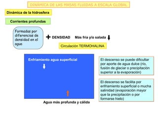 DINÁMICA DE LAS MASAS FLUIDAS A ESCALA GLOBAL

Dinámica de la hidrosfera

  Corrientes profundas

    Formadas por
    diferencias de
    densidad en el    +     DENSIDAD   Más fría y/o salada
    agua
                               Circulación TERMOHALINA


            Enfriamiento agua superficial             El descenso se puede dificultar
                                                      por aporte de agua dulce (río,
                                                      fusión de glaciar o precipitación
                                                      superior a la evaporación)

                                                      El descenso se facilita por
                                                      enfriamiento superficial o mucha
                                                      salinidad (evaporación mayor
                                                      que la precipitación o por
                                                      formarse hielo)
                     Agua más profunda y cálida
 