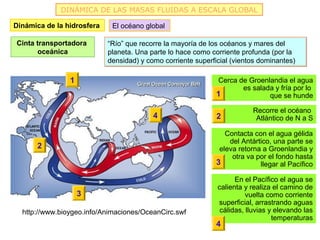 DINÁMICA DE LAS MASAS FLUIDAS A ESCALA GLOBAL

Dinámica de la hidrosfera    El océano global

Cinta transportadora        “Río” que recorre la mayoría de los océanos y mares del
       oceánica             planeta. Una parte lo hace como corriente profunda (por la
                            densidad) y como corriente superficial (vientos dominantes)

                1                                             Cerca de Groenlandia el agua
                                                                     es salada y fría por lo
                                                              1              que se hunde

                                                                          Recorre el océano
                                          4                   2            Atlántico de N a S

                                                                 Contacta con el agua gélida
                                                                  del Antártico, una parte se
      2                                                        eleva retorna a Groenlandia y
                                                                   otra va por el fondo hasta
                                                              3             llegar al Pacífico

                                                                    En el Pacífico el agua se
                                                              calienta y realiza el camino de
                    3                                                   vuelta como corriente
                                                              superficial, arrastrando aguas
  http://www.bioygeo.info/Animaciones/OceanCirc.swf            cálidas, lluvias y elevando las
                                                                                 temperaturas
                                                              4
 