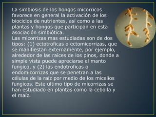 La simbiosis de los hongos micorricos
favorece en general la activación de los
biociclos de nutrientes, así como a las
plantas y hongos que participan en esta
asociación simbiótica.
Las micorrizas mas estudiadas son de dos
tipos: (1) ectotroficas o ectomicorrizas, que
se manifiestan externamente, por ejemplo,
alrededor de las raíces de los pinos, donde a
simple vista puede apreciarse el manto
fungico, y (2) las endotroficas o
endomicorrizas que se penetran a las
células de la raíz por medio de los micelios
fungicos. Este ultimo tipo de micorrizas se
han estudiado en plantas como la cebolla y
el maíz.
 