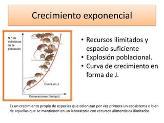 Crecimiento exponencial
• Recursos ilimitados y
espacio suficiente
• Explosión poblacional.
• Curva de crecimiento en
forma de J.
Es un crecimiento propio de especies que colonizan por vez primera un ecosistema o bien
de aquellas que se mantienen en un laboratorio con recursos alimenticios ilimitados.
 