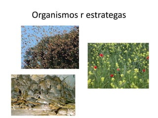 Organismos r estrategas
 