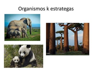 Organismos k estrategas
 