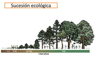 Sucesión ecológica
 