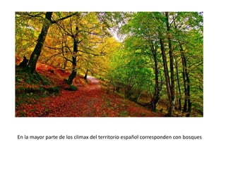 En la mayor parte de los climax del territorio español corresponden con bosques
 