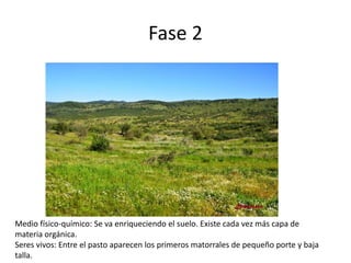 Fase 2
Medio físico-químico: Se va enriqueciendo el suelo. Existe cada vez más capa de
materia orgánica.
Seres vivos: Entre el pasto aparecen los primeros matorrales de pequeño porte y baja
talla.
 