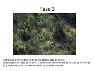 Fase 3
Medio físico-químico: El suelo tiene una potente capa de humus.
Seres vivos: con el paso de los años, la diversidad va en aumento. Se instalan ya matorrales
de gran porte y se inicia una colonización de especies arbóreas.
 