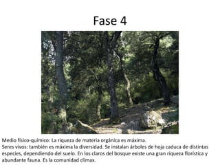 Fase 4
Medio físico-químico: La riqueza de materia orgánica es máxima.
Seres vivos: también es máxima la diversidad. Se instalan árboles de hoja caduca de distintas
especies, dependiendo del suelo. En los claros del bosque existe una gran riqueza florística y
abundante fauna. Es la comunidad clímax.
 