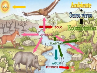 SOL
                       +


                SOLO

      ANIMAIS


           PLANTAS




            ÁGUA
         FUNGOS
 