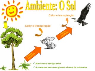 Calor e transpiração


Calor e transpiração

                                         ia a
                                      erg ferid
                                  E n ns
                                    t ra




       ia a
     rg erid
    e f
 En ns
   tra

          Absorvem a energia solar
          Armazenam essa energia sob a forma de nutrientes
 