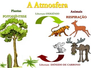 Plantas                          Animais
               Libertam OXIGÉNIO
FOTOSSÍNTESE                       RESPIRAÇÃO




                 Libertam DIÓXIDO DE CARBONO
 
