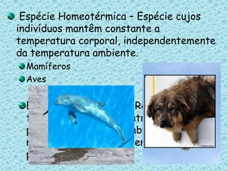  Espécie Homeotérmica – Espécie cujos indivíduos mantêm constante a temperatura corporal, independentemente da temperatura ambiente.MamíferosAvesEspécie Endotérmica – Regula a temperatura corporal através da produção de calor metabólico ou por mecanismos que permitem a retenção ou perda de calor.