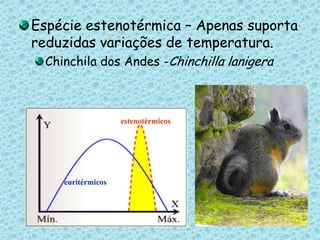 Espécie estenotérmica – Apenas suporta reduzidas variações de temperatura. Chinchila dos Andes -Chinchilla lanigera