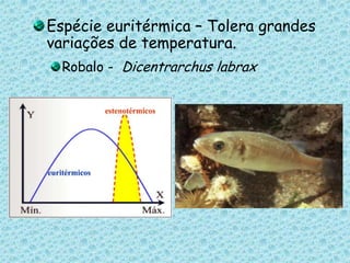 Espécie euritérmica – Tolera grandes variações de temperatura.Robalo -  Dicentrarchus labrax