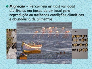 Migração – Percorrem as mais variadas distâncias em busca de um local para reprodução ou melhores condições climáticas e abundância de alimentos.