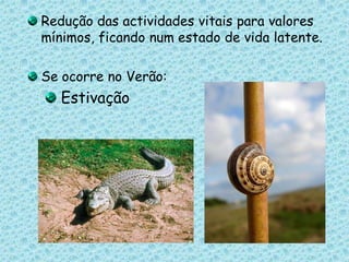 Redução das actividades vitais para valores mínimos, ficando num estado de vida latente.Se ocorre no Verão: Estivação