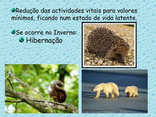 Redução das actividades vitais para valores mínimos, ficando num estado de vida latente.Se ocorre no Inverno: Hibernação