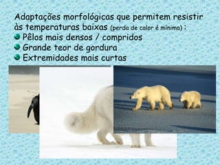 Adaptações morfológicas que permitem resistir às temperaturas baixas (perda de calor é mínima) : Pêlos mais densos / compridos Grande teor de gordura Extremidades mais curtas