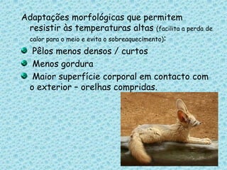 Adaptações morfológicas que permitem resistir às temperaturas altas (facilita a perda de calor para o meio e evita o sobreaquecimento): Pêlos menos densos / curtos Menos gordura Maior superfície corporal em contacto com o exterior – orelhas compridas.