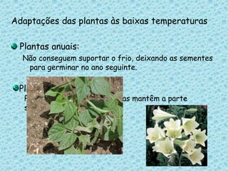 Adaptações das plantas às baixas temperaturasPlantas anuais:Não conseguem suportar o frio, deixando as sementes para germinar no ano seguinte.Plantas bienais:Perdem a sua parte aérea mas mantêm a parte subterrânea.