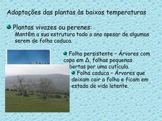 Adaptações das plantas às baixas temperaturas Plantas vivazes ou perenes:Mantêm a sua estrutura todo o ano apesar de algumas serem de folha caduca. Folha persistente – Árvores com copa em Δ, folhas pequenas cobertas por uma cutícula. Folha caduca – Árvores que deixam cair a folha e ficam em estado de vida latente.