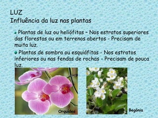 LUZInfluência da luz nas plantasPlantas de luz ou heliófitas – Nos estratos superiores das florestas ou em terrenos abertos - Precisam de muita luz.  Plantas de sombra ou esquiáfitas - Nos estratos inferiores ou nas fendas de rochas - Precisam de pouca luz.BegóniaOrquídea