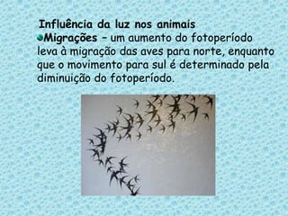 Influência da luz nos animaisMigrações – um aumento do fotoperíodo leva à migração das aves para norte, enquanto que o movimento para sul é determinado pela diminuição do fotoperíodo. 