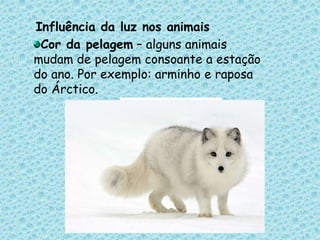 Influência da luz nos animaisCor da pelagem – alguns animais mudam de pelagem consoante a estação do ano. Por exemplo: arminho e raposa do Árctico. 