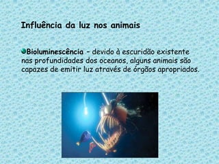 Influência da luz nos animaisBioluminescência– devido à escuridão existente nas profundidades dos oceanos, alguns animais são capazes de emitir luz através de órgãos apropriados. 