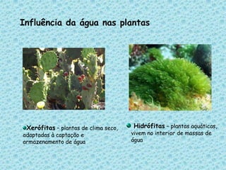 Influência da água nas plantasHidrófitas – plantas aquáticas, vivem no interior de massas de águaXerófitas – plantas de clima seco, adaptadas à captação e armazenamento de água