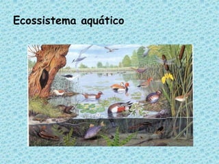 Ecossistema aquático