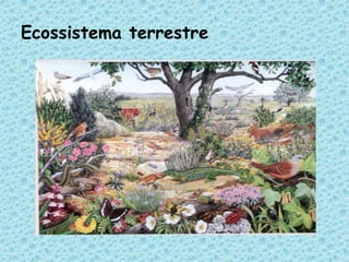 Ecossistema terrestre