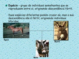 Espécie – grupo de indivíduos semelhantes que se reproduzem entre si, originando descendência fértil. Duas espécies diferentes podem cruzar-se, mas a sua descendência não é fértil, originando indivíduos híbridos.ÉguaBurroMula