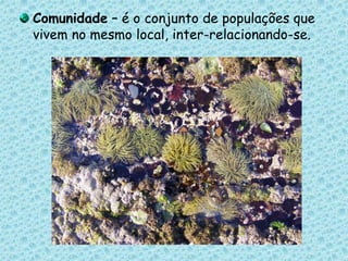 Comunidade – é o conjunto de populações que vivem no mesmo local, inter-relacionando-se. 