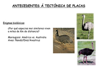 Enigmas biolóxicos
¿Por qué especies moi similares viven
a miles de Km de distancia?
Marsupiais: América vs. Australia
Aves: Ñandú/Emú/Avestruz
ANTECEDENTES Á TECTÓNICA DE PLACAS
 