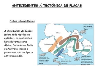 A distribución de fósiles
(sobre todo réptiles xa
extintos), en continentes
hoxe distantes como
África, Sudamérica, India
ou Australia, induce a
pensar que noutras épocas
estiveron unidos.
Probas paleontolóxicas
ANTECEDENTES Á TECTÓNICA DE PLACAS
 