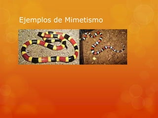 Ejemplos de Mimetismo
 