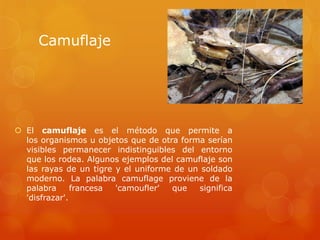 Camuflaje
 El camuflaje es el método que permite a
los organismos u objetos que de otra forma serían
visibles permanecer indistinguibles del entorno
que los rodea. Algunos ejemplos del camuflaje son
las rayas de un tigre y el uniforme de un soldado
moderno. La palabra camuflage proviene de la
palabra francesa 'camoufler' que significa
'disfrazar'.
 
