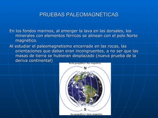 PRUEBAS PALEOMAGNÉTICAS En los fondos marinos, al emerger la lava en las dorsales, los minerales con elementos férricos se alinean con el polo Norte  magnético.  Al estudiar el paleomagnetismo encerrado en las rocas, las orientaciones que daban eran incongruentes, a no ser que las masas de tierra se hubieran desplazado (nueva prueba de la deriva continental) 