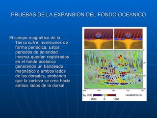 PRUEBAS DE LA EXPANSIÓN DEL FONDO OCEÁNICO El campo magnético de la Tierra sufre inversiones de forma periódica. Estos periodos de polaridad inversa quedan registrados en el fondo oceánico generando un bandeado magnético a ambos lados de las dorsales, probando que la corteza se crea hacia ambos lados de la dorsal 