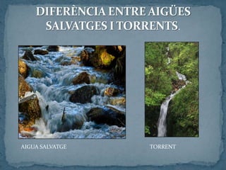 AIGUA SALVATGE TORRENT
 