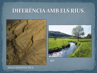 RIU
AIGUA SALVATGE SECA,
 