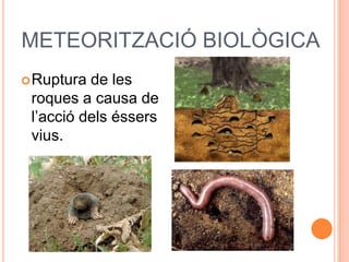 METEORITZACIÓ BIOLÒGICA
Ruptura de les
roques a causa de
l’acció dels éssers
vius.
 